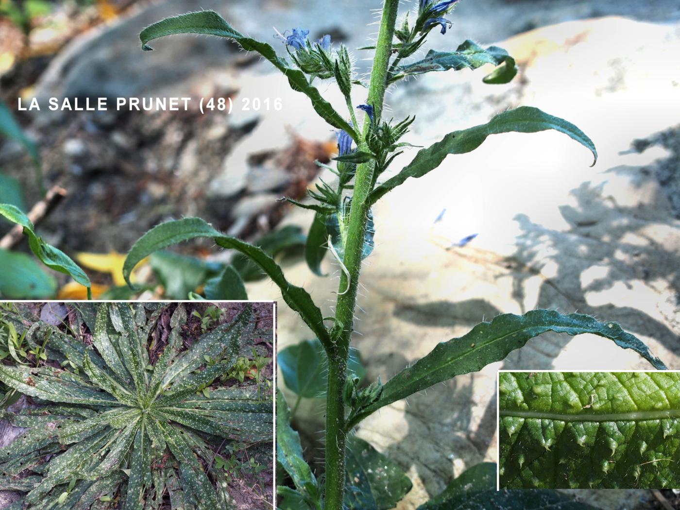 Viper's Bugloss leaf